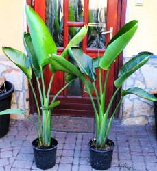 Strelitzia nicolai