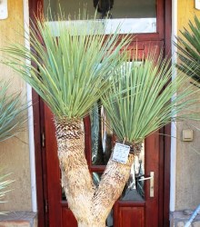 Yucca rostrata, 210cm, 2 fejű