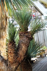 Yucca rostrata 175cm, 4 fejű