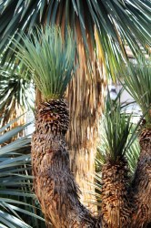 Yucca rostrata 175cm, 4 fejű