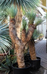 Yucca rostrata 175cm, 4 fejű