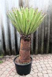 Yucca_faxoniana__51a60b02e4d1a.jpg