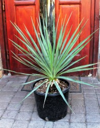 Yucca aloifolia X stricta hibrid