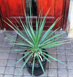 Yucca aloifolia X stricta hibrid