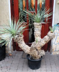 Yucca rostrata 130cm, 5 fejű