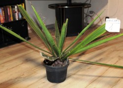 Yucca_faxoniana__51a609dbf26dd.jpg