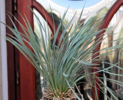 Yucca rostrata,akciós 4