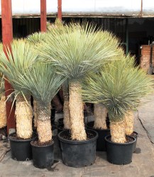Yucca_rostrata___53a9b12fd95a4.jpg