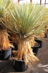 Yucca hibrid