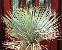 Yucca hibrid