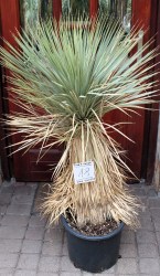 Yucca hibrid
