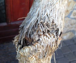 Yucca rostrata, akciós 3