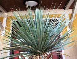 Yucca rostrata, akciós 3