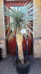 Yucca rostrata,akciós 1
