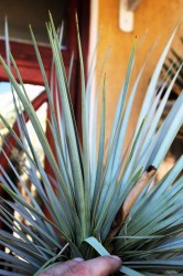 Yucca rostrata,akciós 1