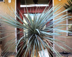 Yucca rostrata,akciós 1