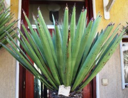 Yucca_faxoniana__51a609dbf26dd.jpg