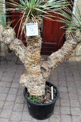 Yucca rostrata, akciós 3