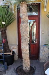 Yucca_rostrata___526d3afbe348c.jpg