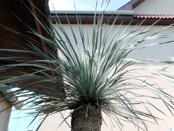 Yucca_rostrata___526d3afbe348c.jpg