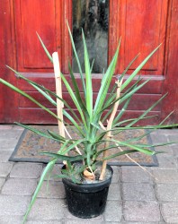 Yucca aloifolia X elata hibrid