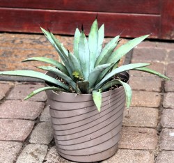Agave macrocantha