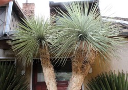 Yucca rostrata 295cm, 4 fejű