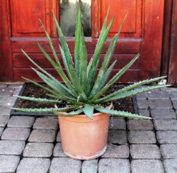 Agave_Parrasana_533d8238d83d7.jpg